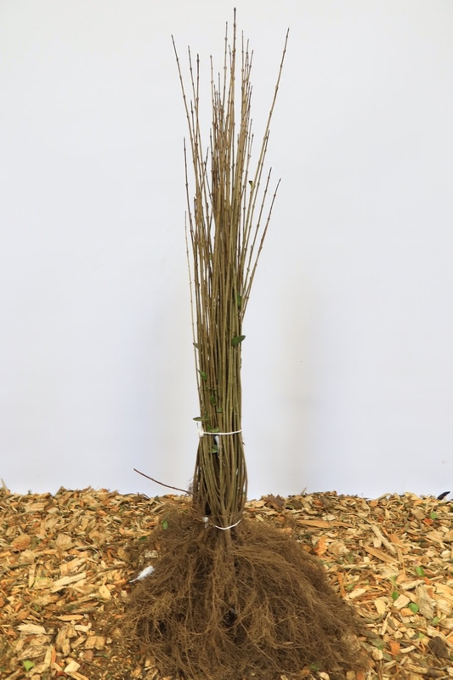 Ligustrum vulgare - 60-80 CM bare root 0/1 4-5 branche